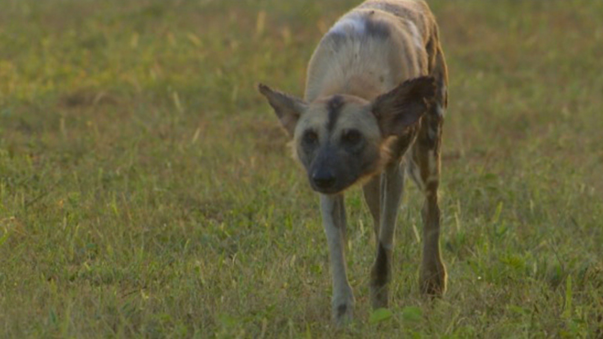 Planeta Selvagem : Patagônia: Os Extremos da Terra
