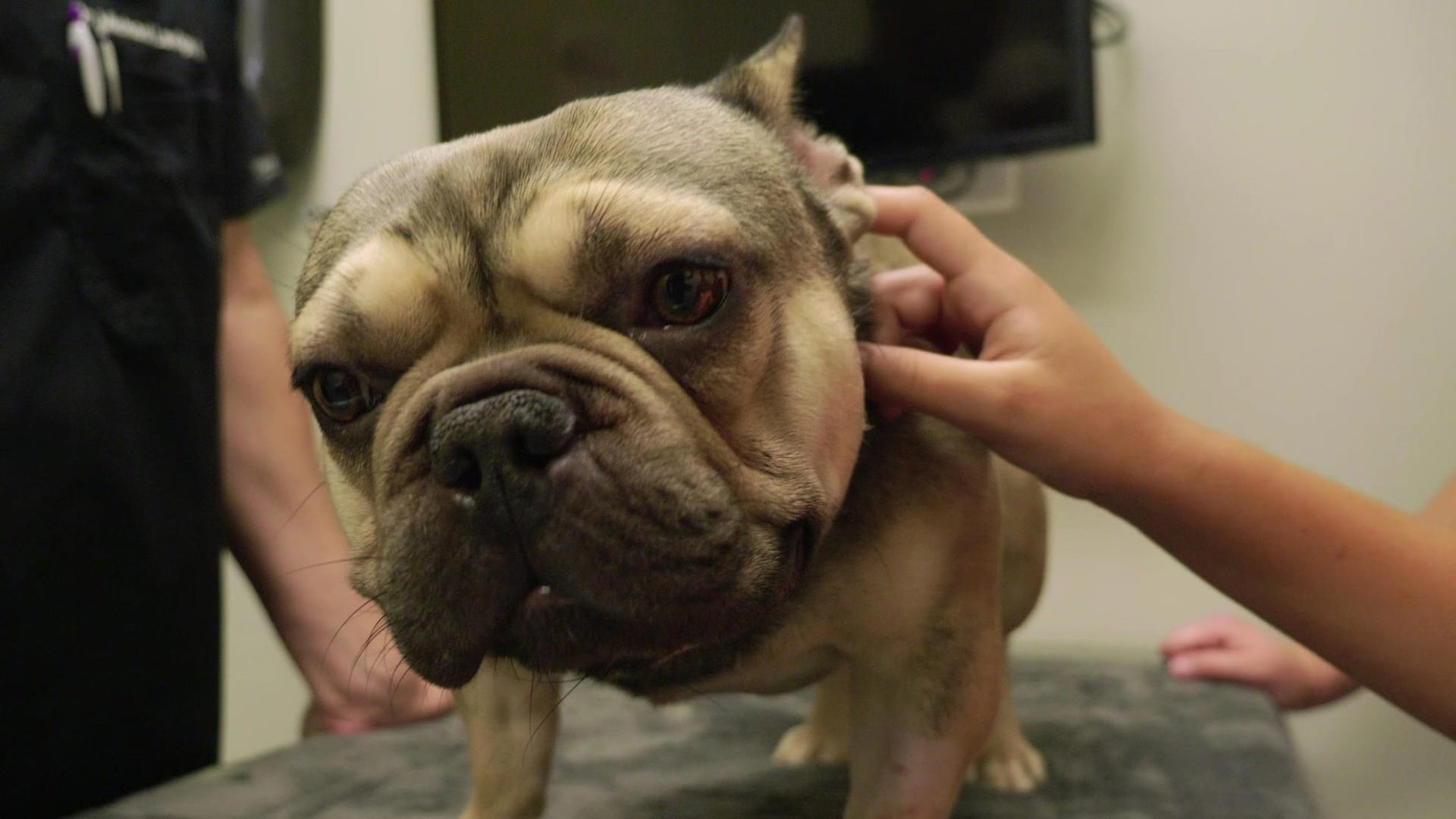 Veterinários do Texas : Diagnóstico Peculiar