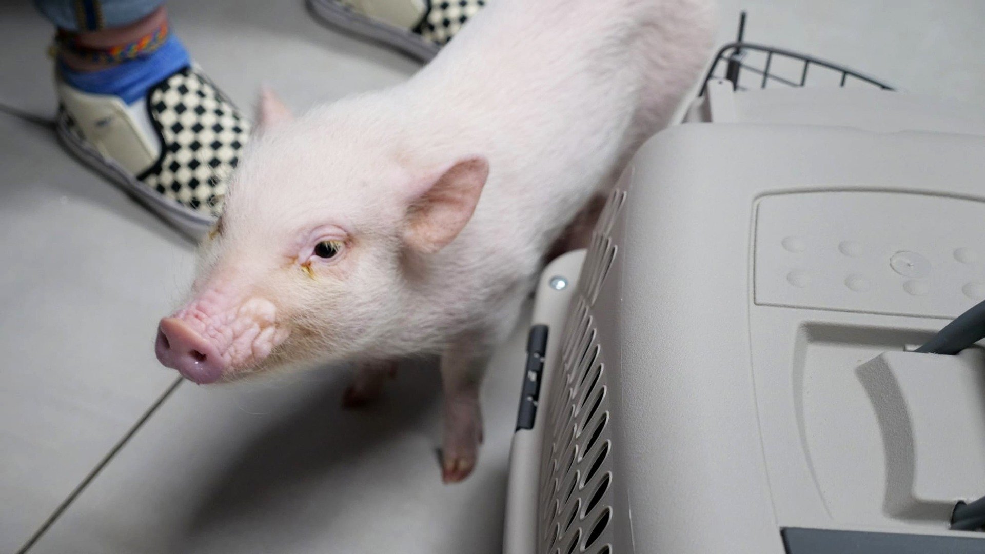 Veterinários do Texas : Este Porquinho Tem Ácaros