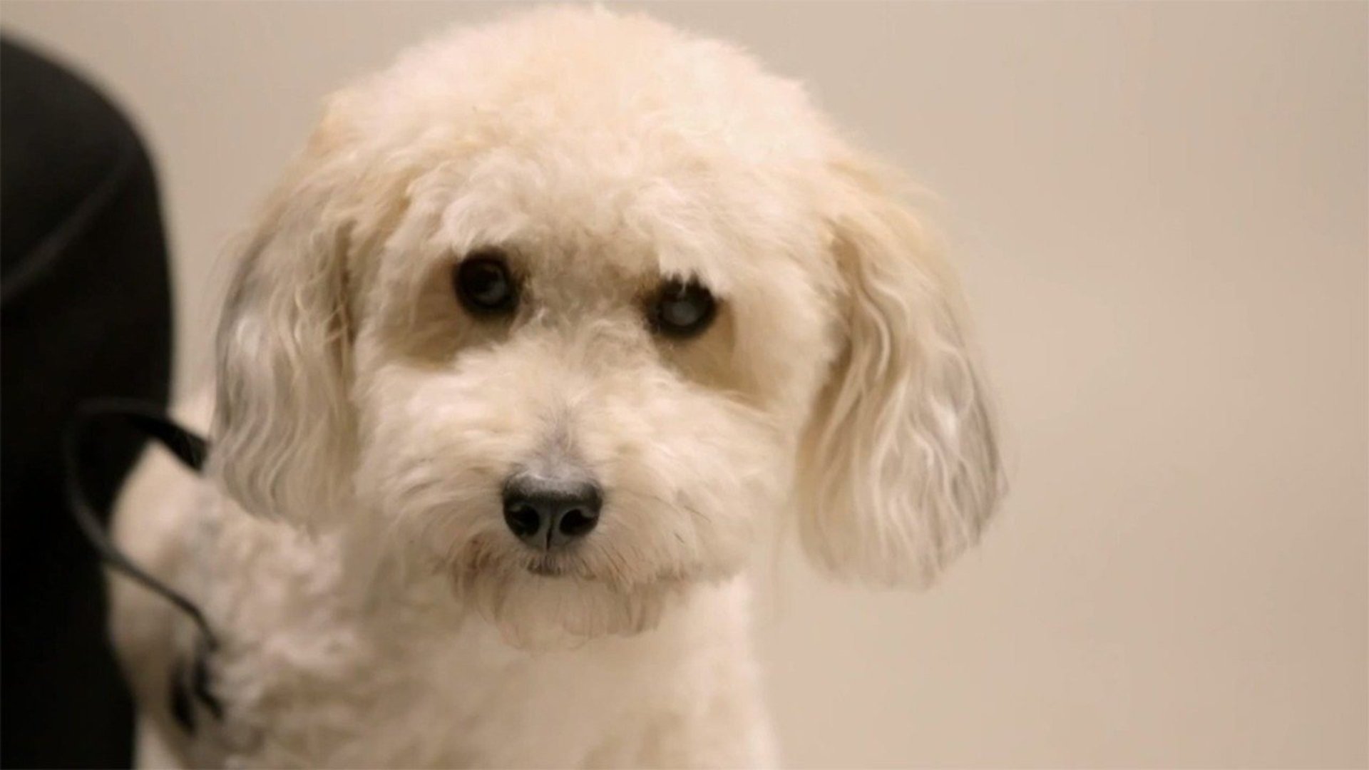 Veterinários do Texas : Garotos do Calendário