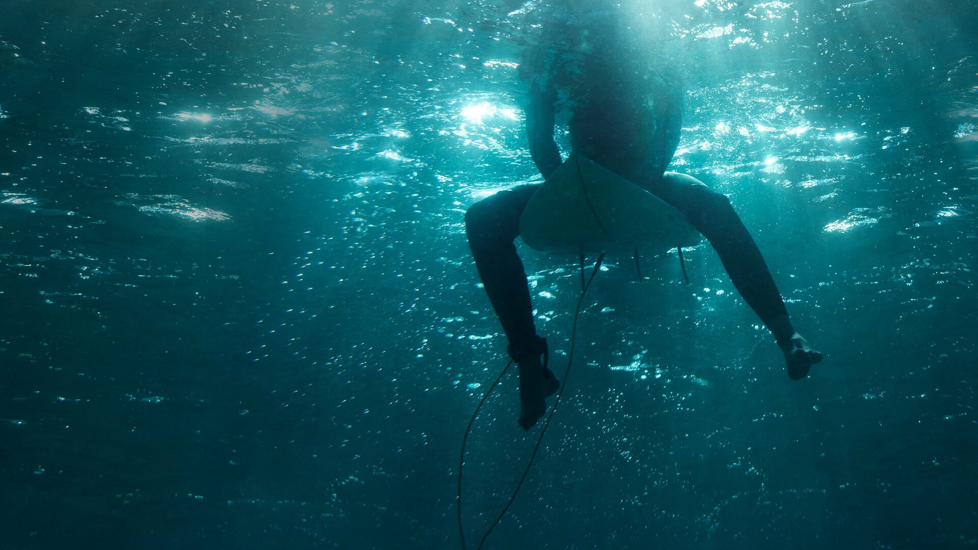 Cara a Cara com as Feras - Semana do Tubarão