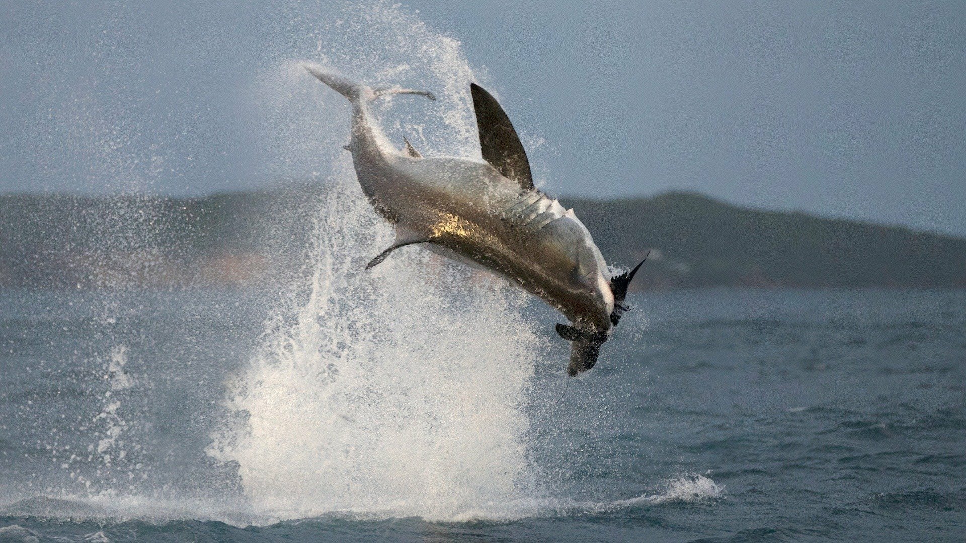 A Volta dos Tubarões Voadores