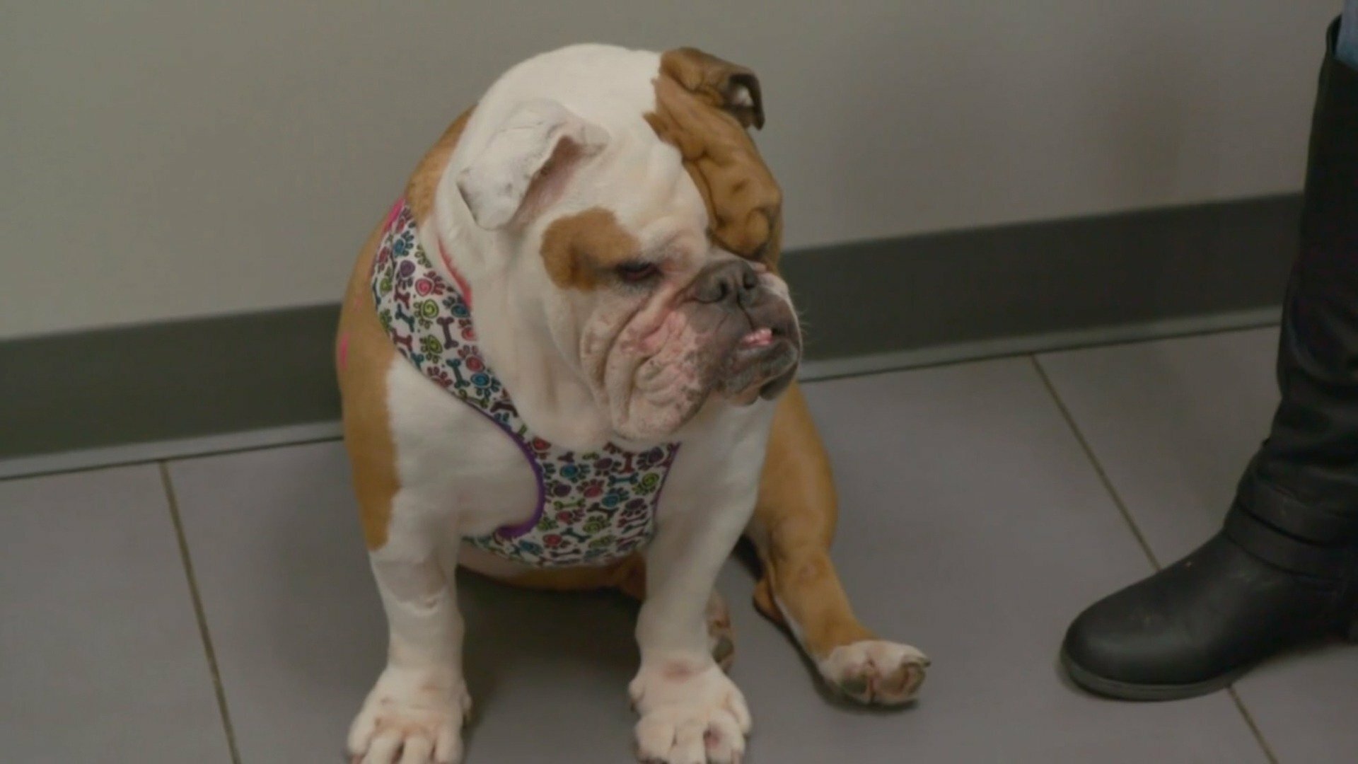 Veterinários do Texas : Buldogue com Dor de Barriga