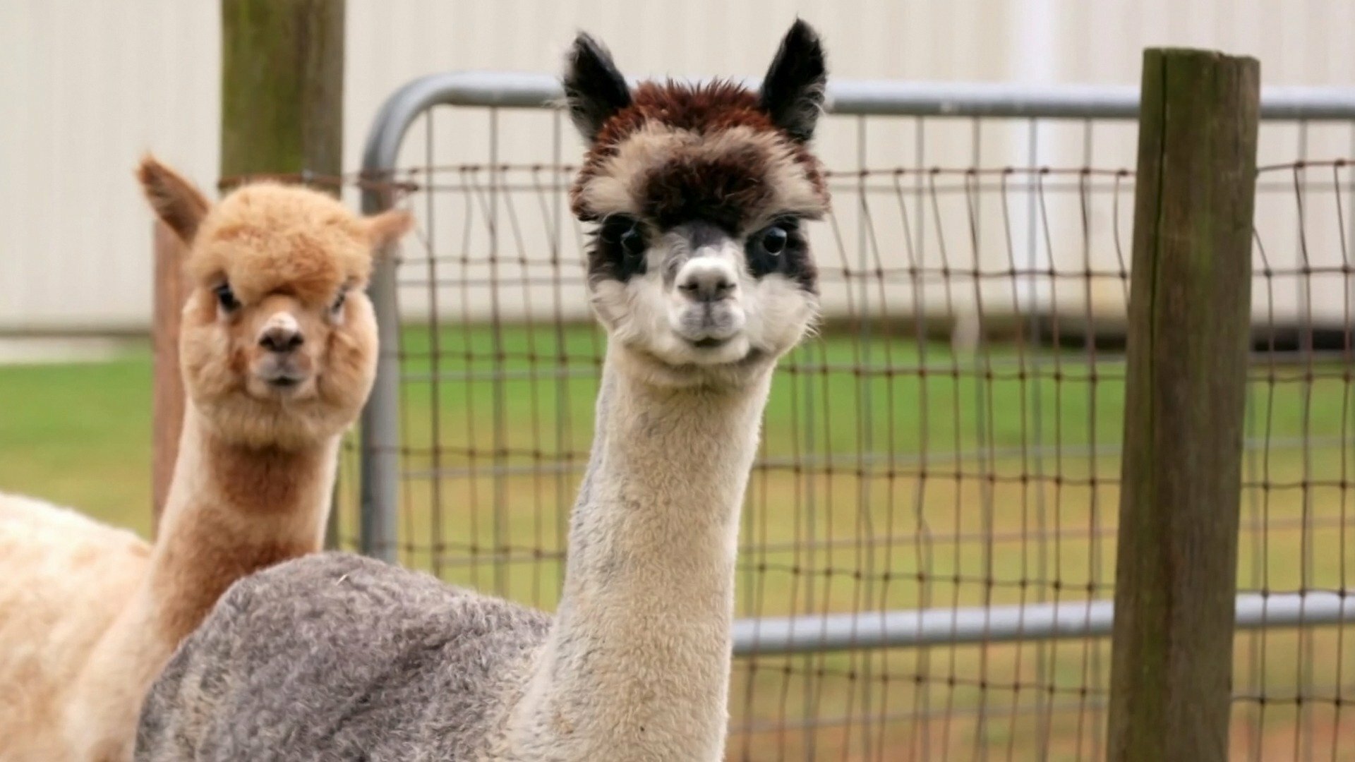 Veterinários do Texas : Auaucalipse