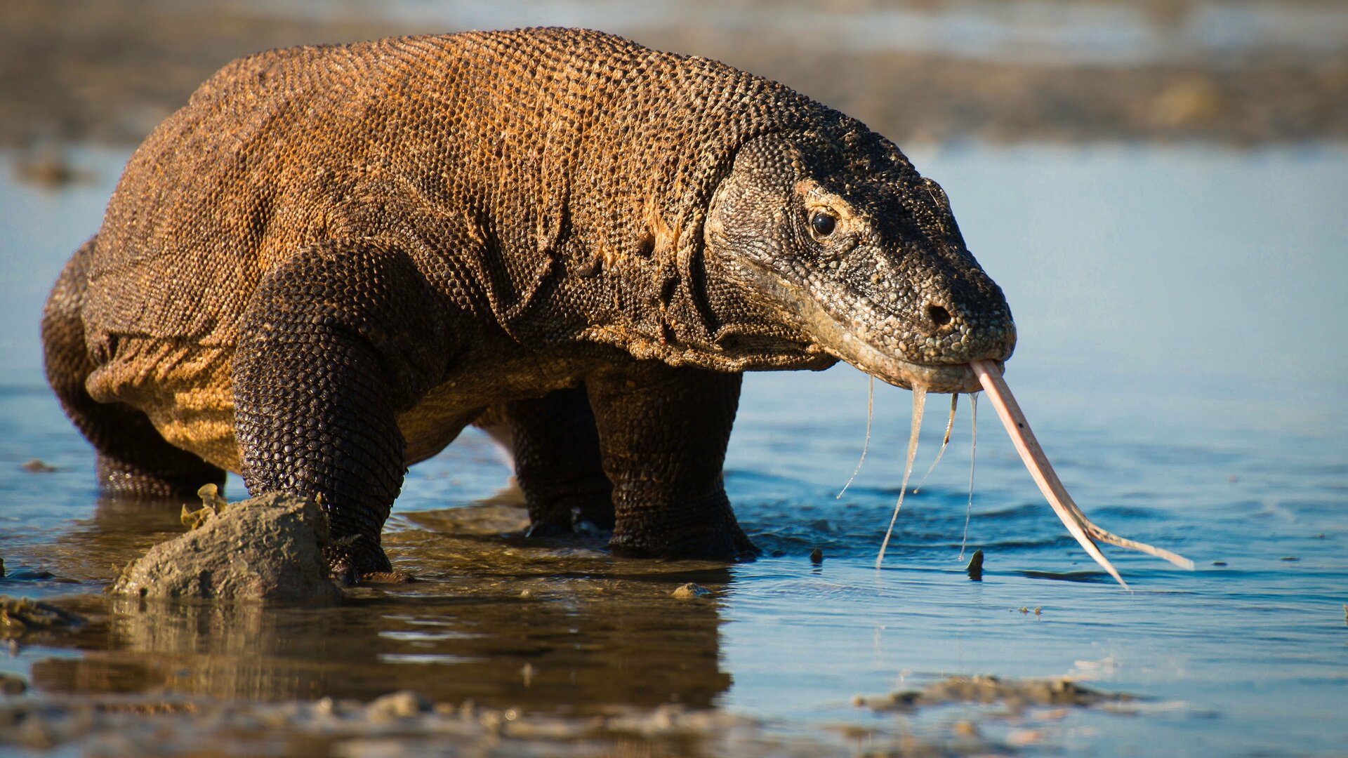 Planeta Terra II : Ilhas