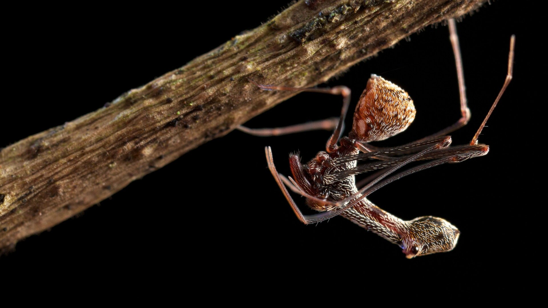 Ilhas Tropicais : Madagascar