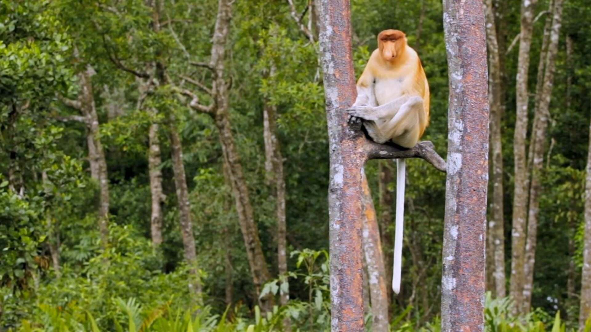Florestas Animais : Sudeste Asiático - Vidas Ilhadas