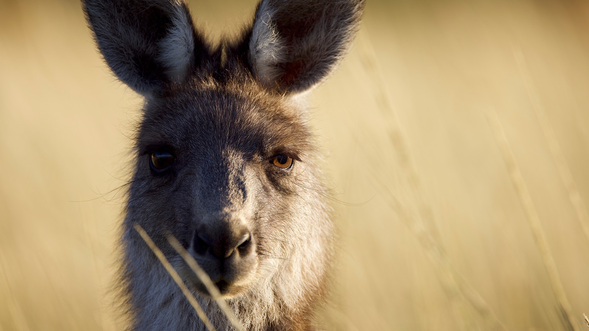 Gladiadores da Natureza : Costa Selvagem