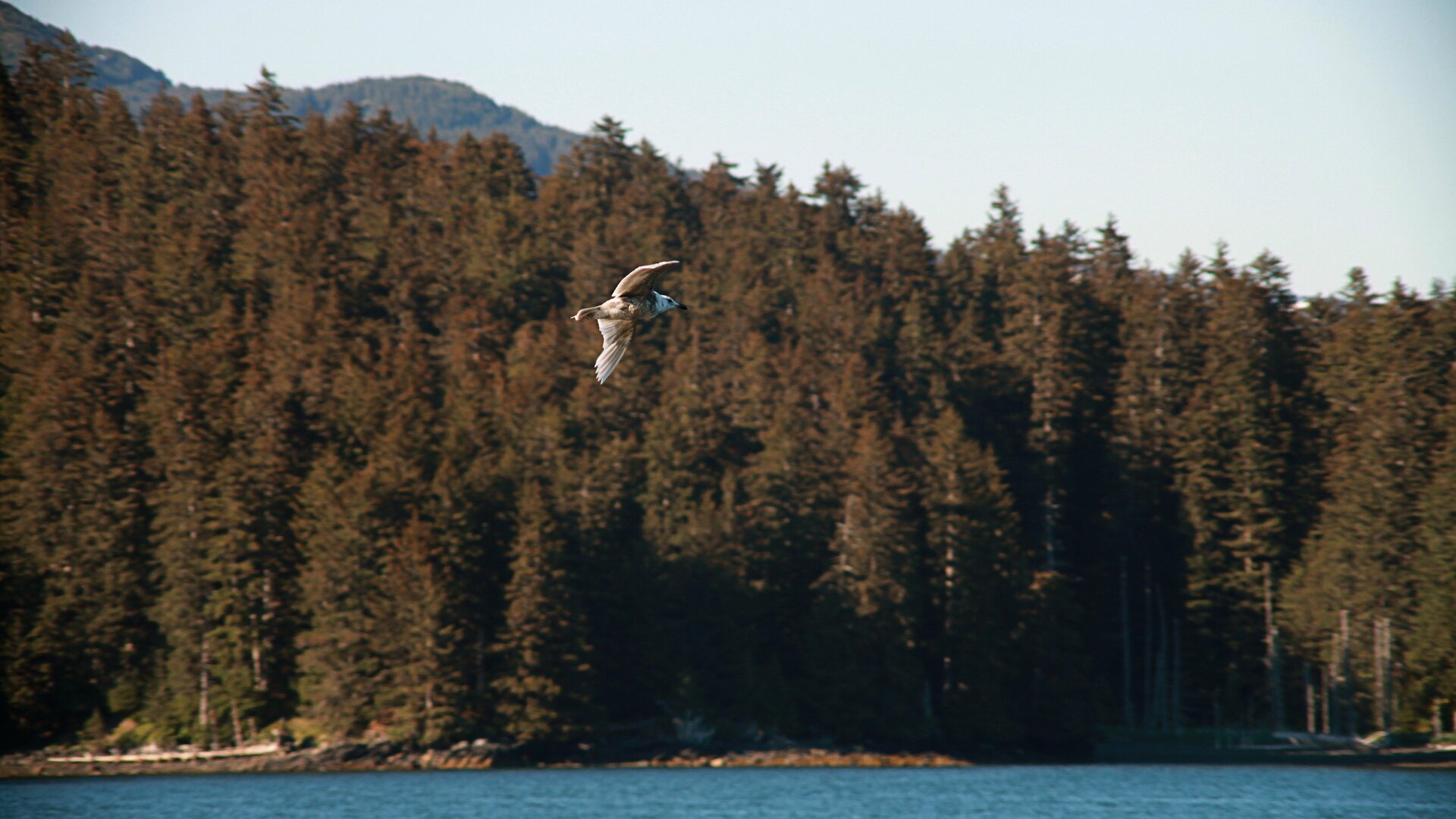 Construções no Alasca : Urso na Obra