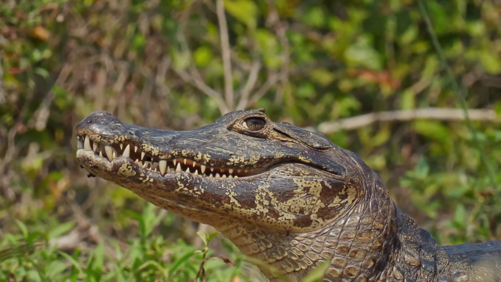 Encontro Selvagem com Coyote Peterson : No Reino do Jacaré