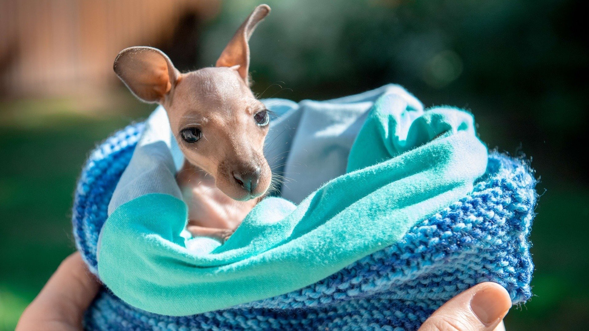 A Família Irwin - Mordidas Extras : Reabrindo o Australia Zoo