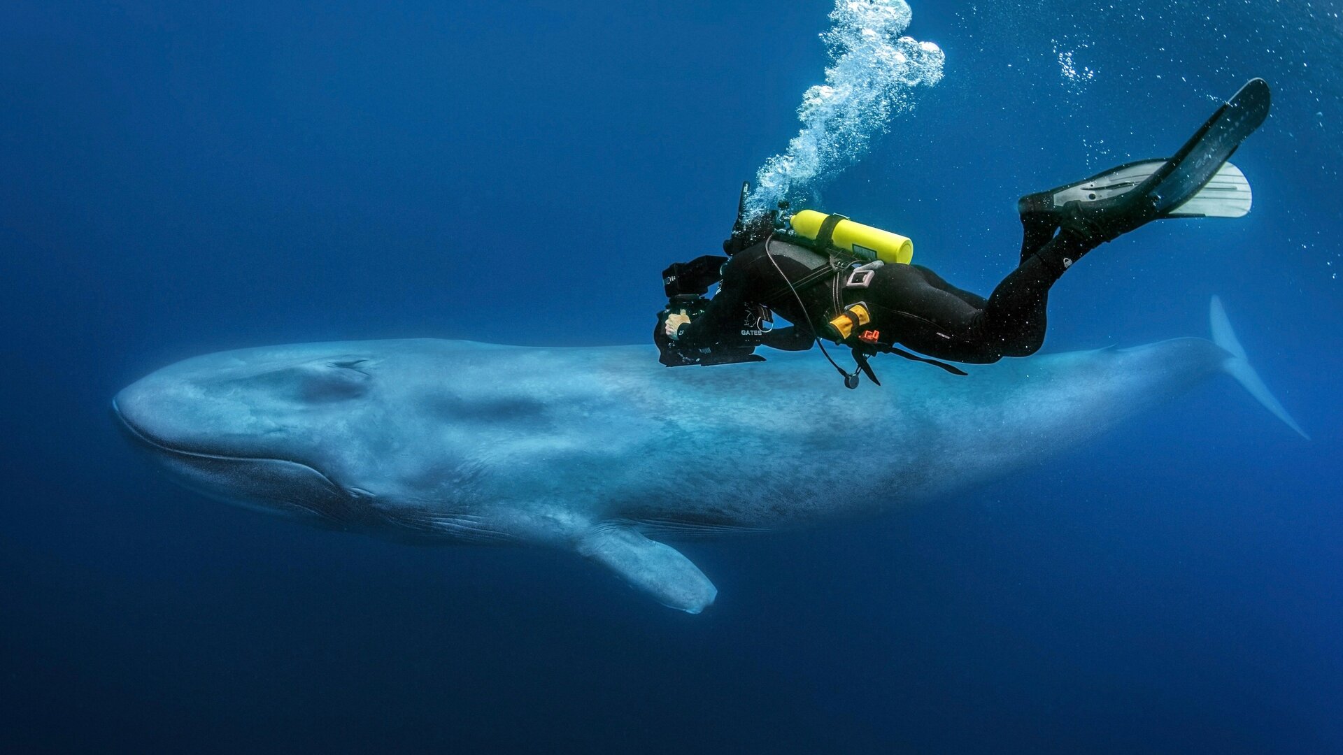 Predadores : Fome no Mar