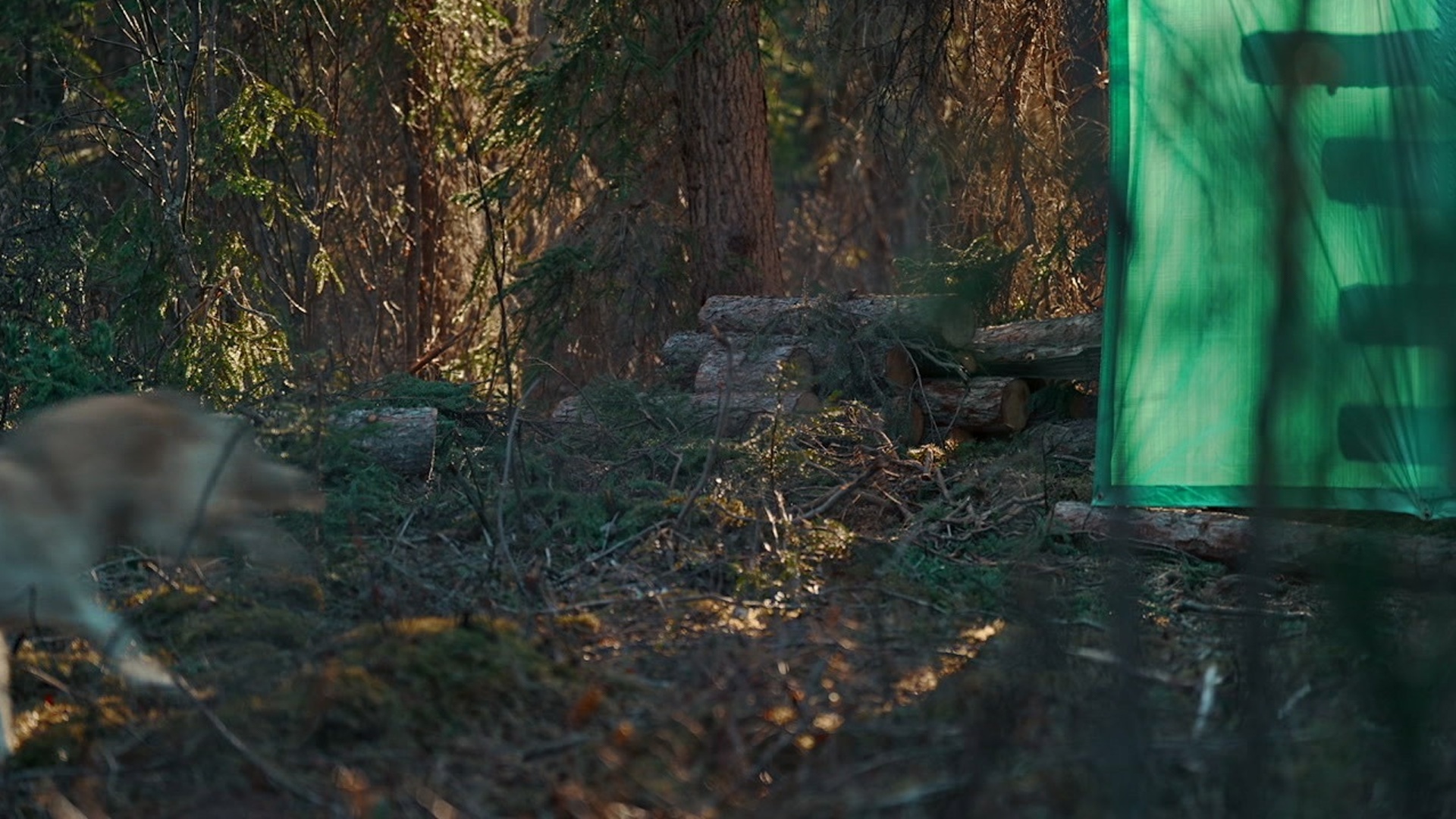 Sobrevivendo nas Florestas do Norte : Primavera