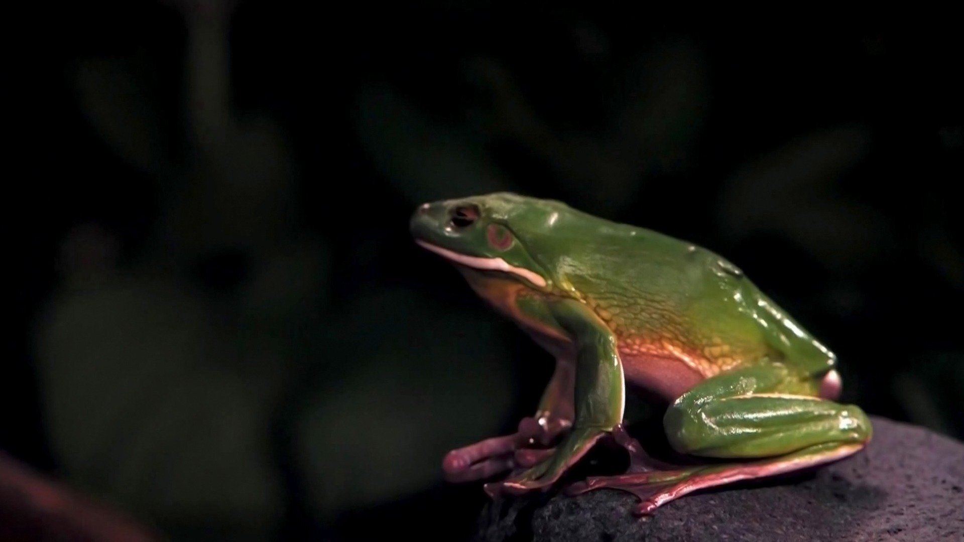 O Incrível Mundo Animal : Aranhas Longevas e Comunicação de Elefante