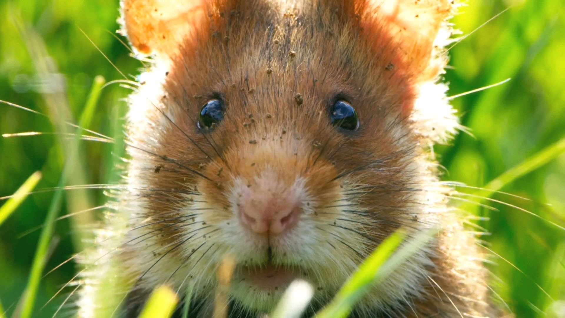 Sete Mundos, um Planeta : Europa