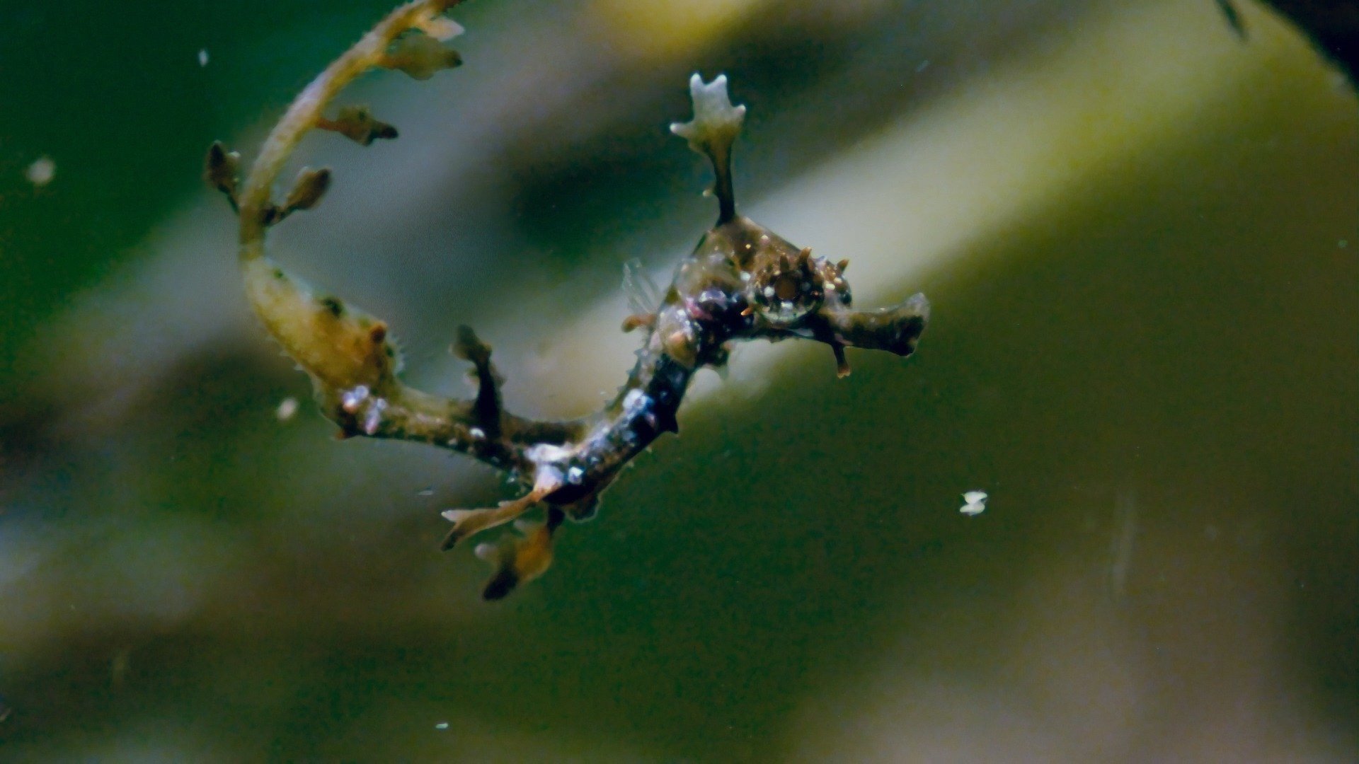 Planeta Azul II : Mares Verdejantes