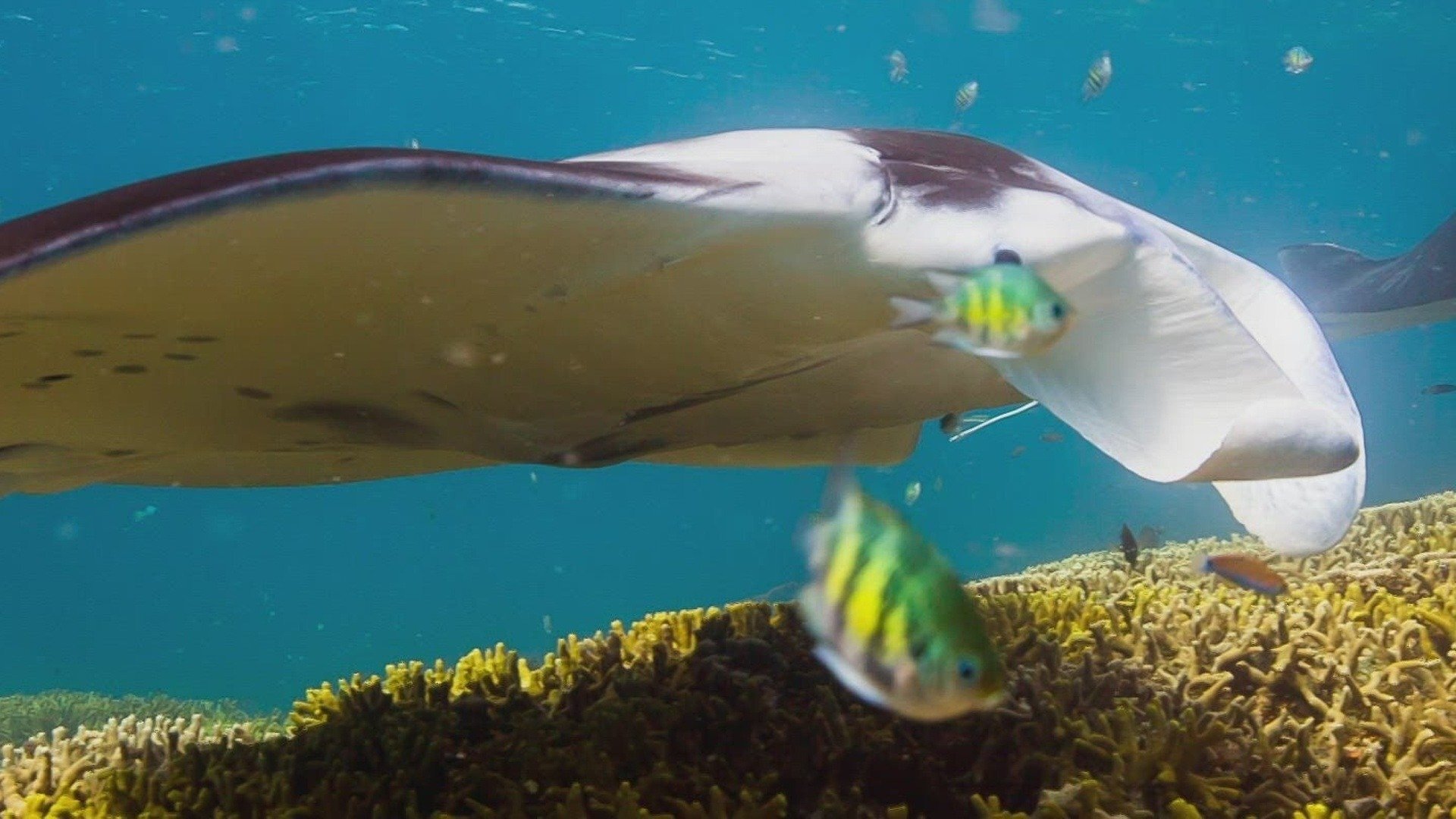 Vida no Azul : Vida em Parceria