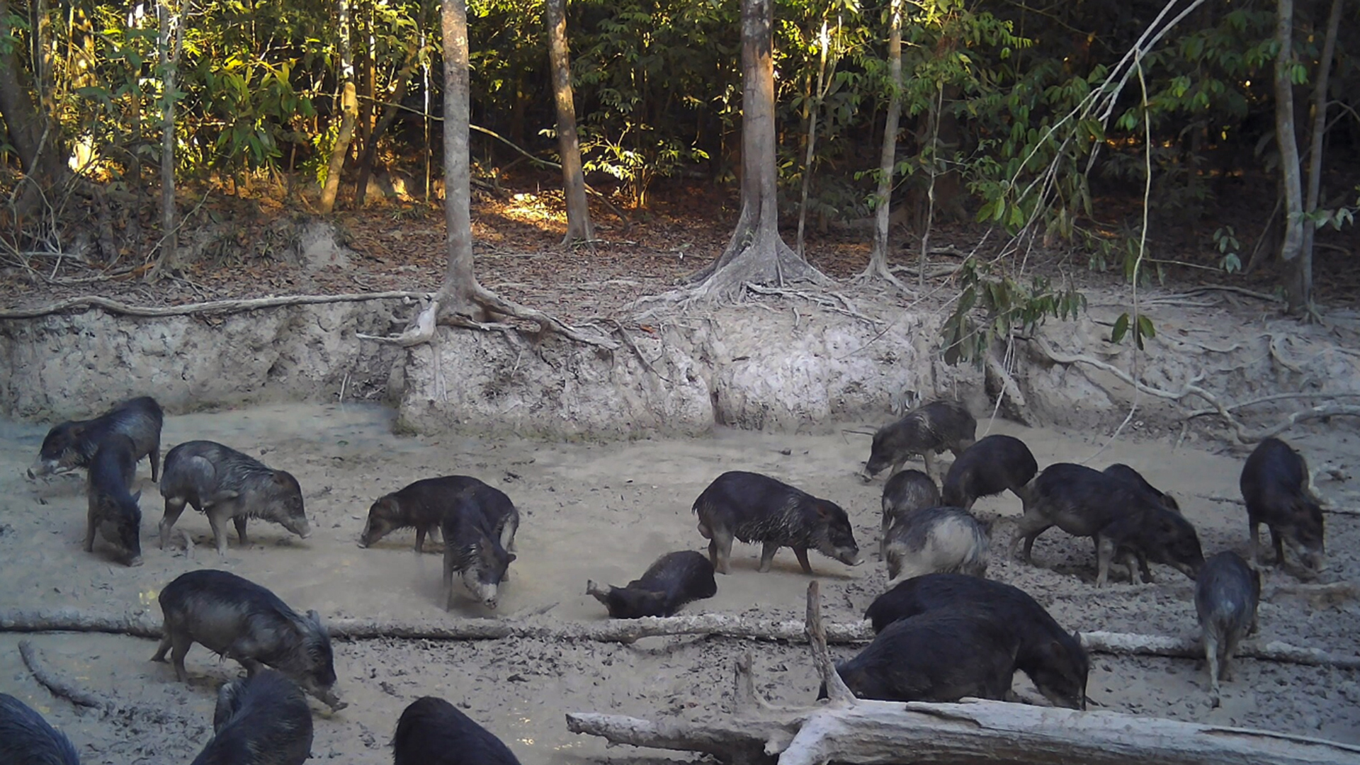 Instintos da Vida Selvagem : Selvas