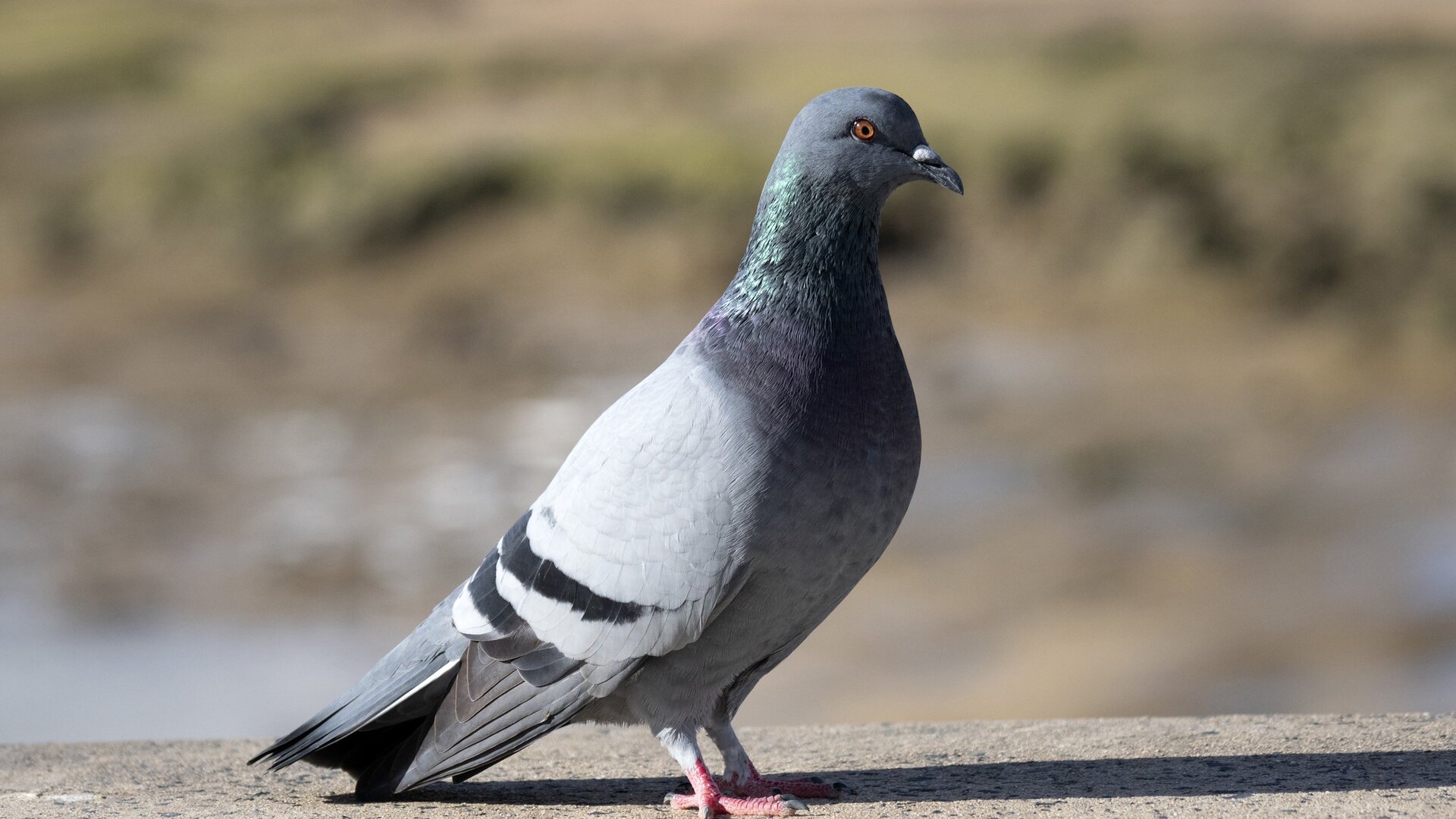 O Incrível Mundo Animal : Cães Pastores e Lágrimas de Tartaruga
