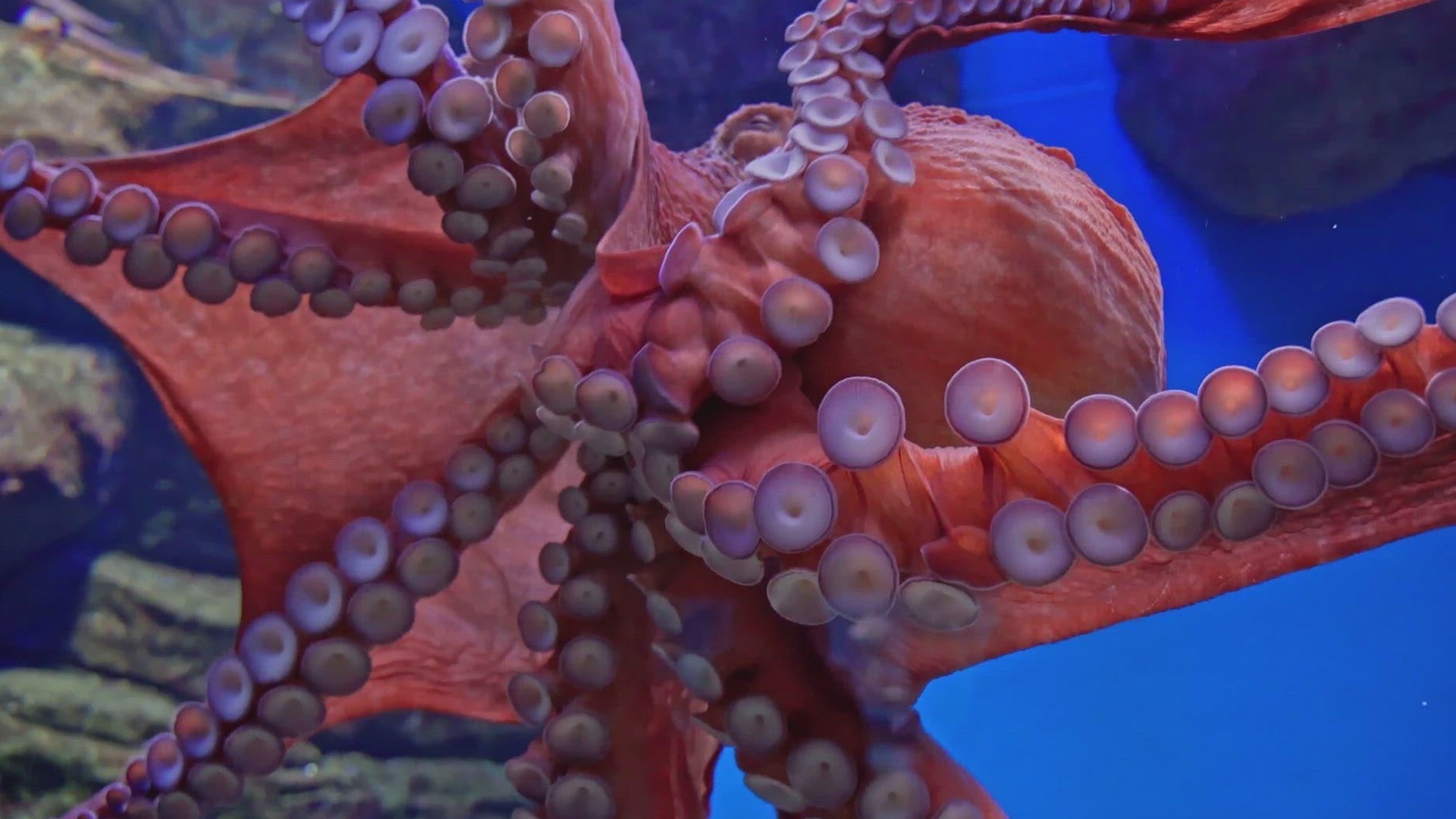 Mistérios Revelados : Avistamento de Monstro do...