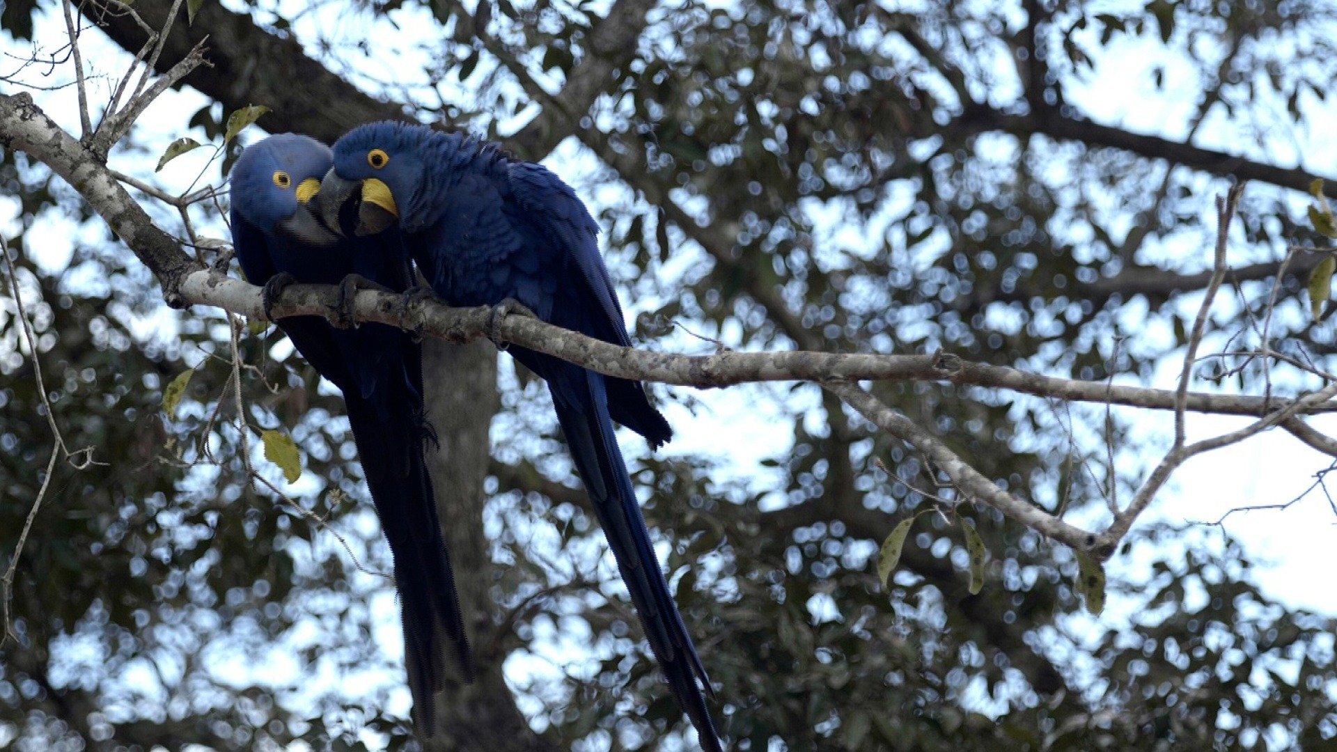 Nossos Biomas : Cerrado