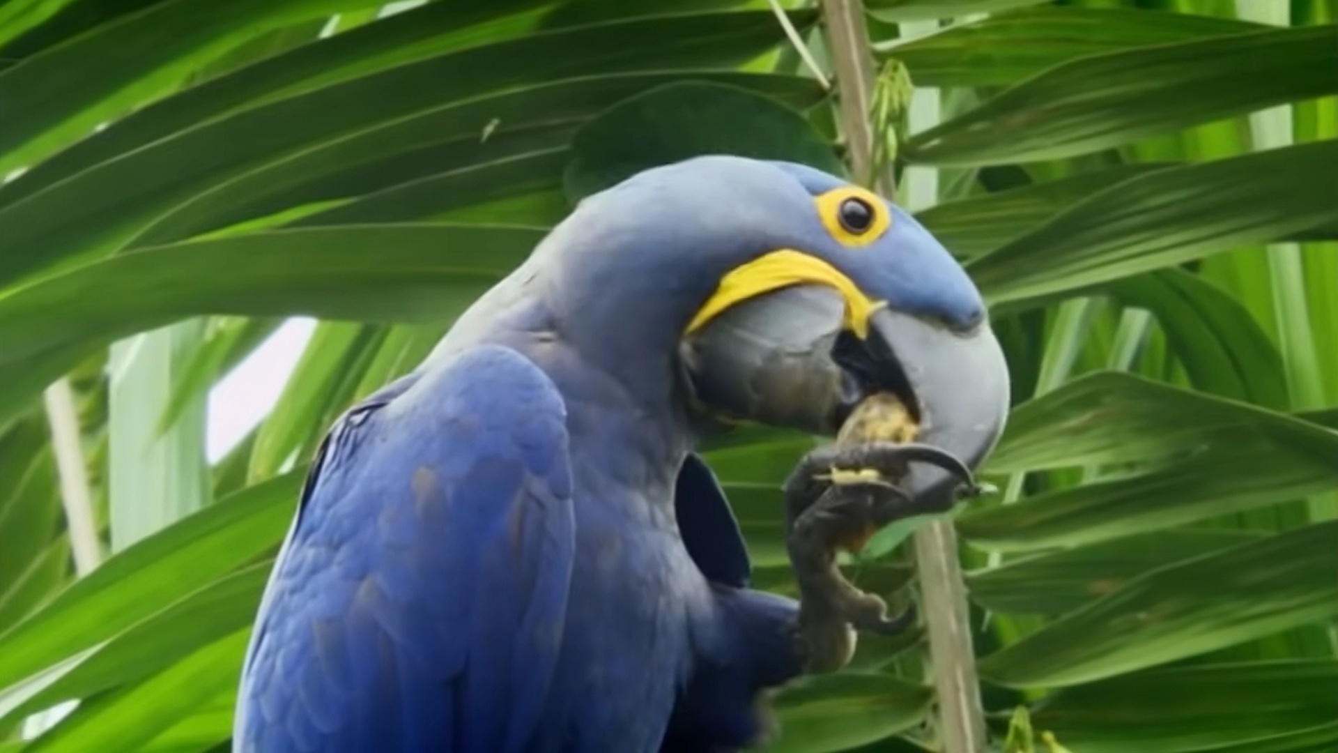 Nossos Biomas : Pantanal