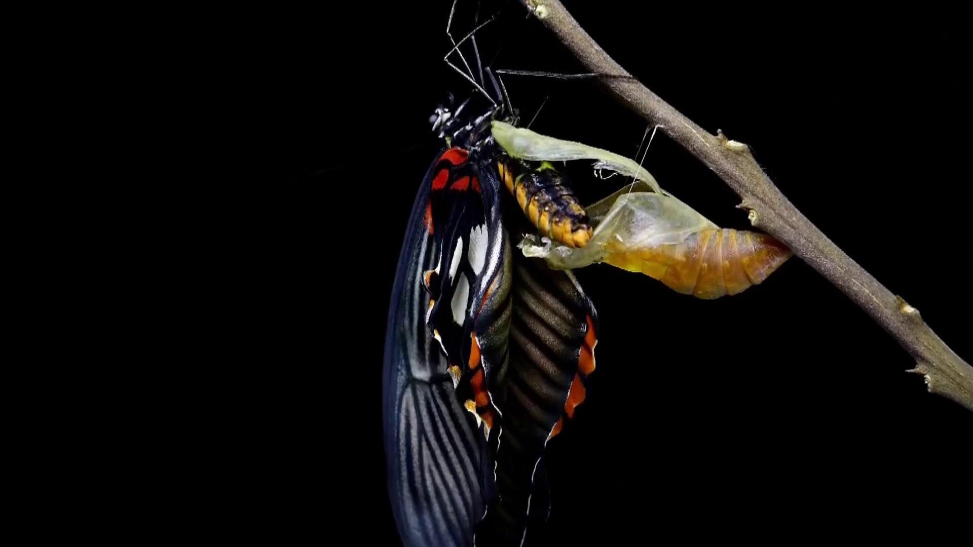 O Incrível Mundo Animal : Gatos Acrobatas e Asas de Borboleta