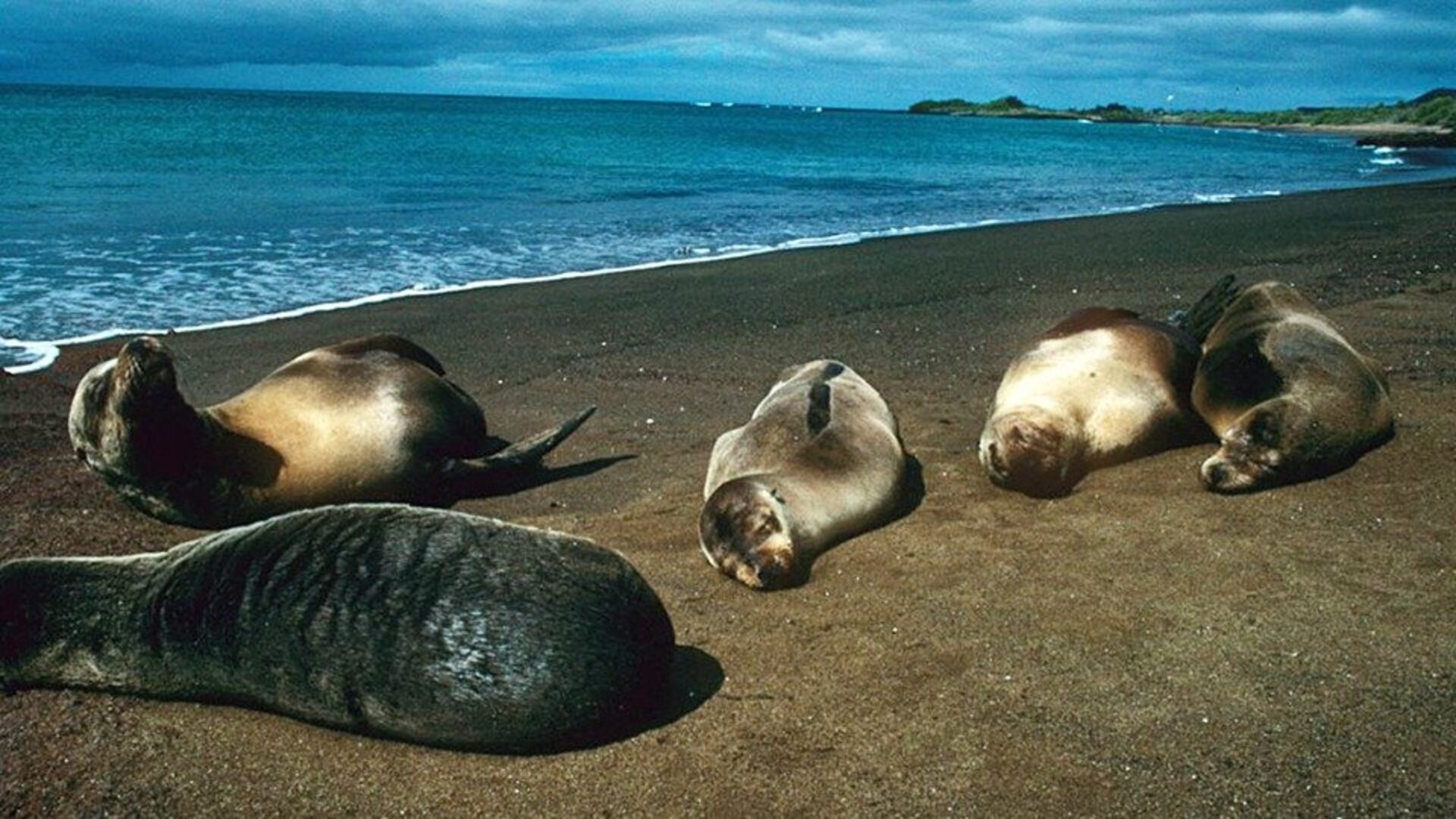 Patrimonio mundial : Las Galápagos - El Jardín de Edén, Ecuador