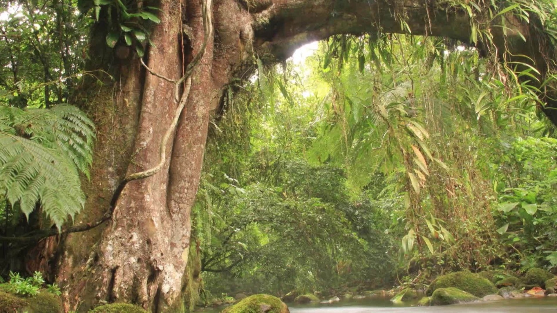 Biomas : Mata Atlântica