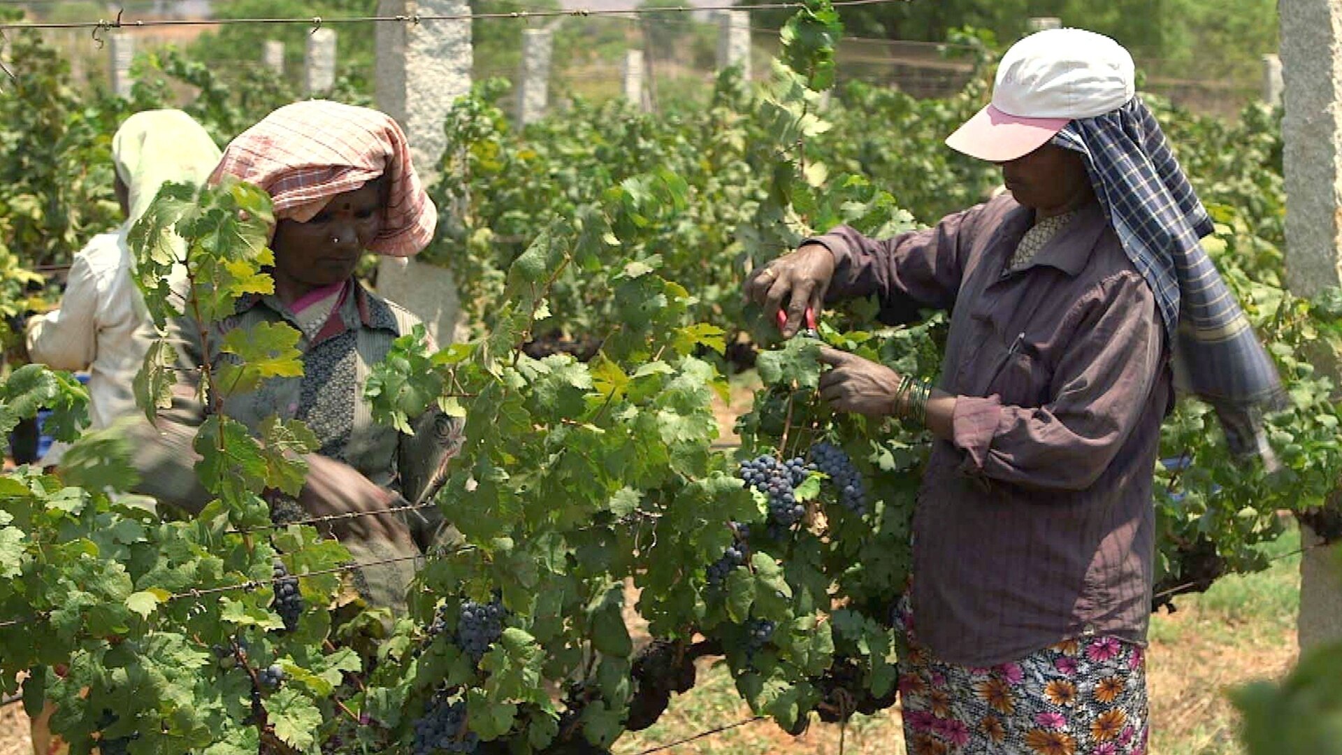 Vinícolas ao Redor do Mundo : Índia - As Uvas da Modernidade