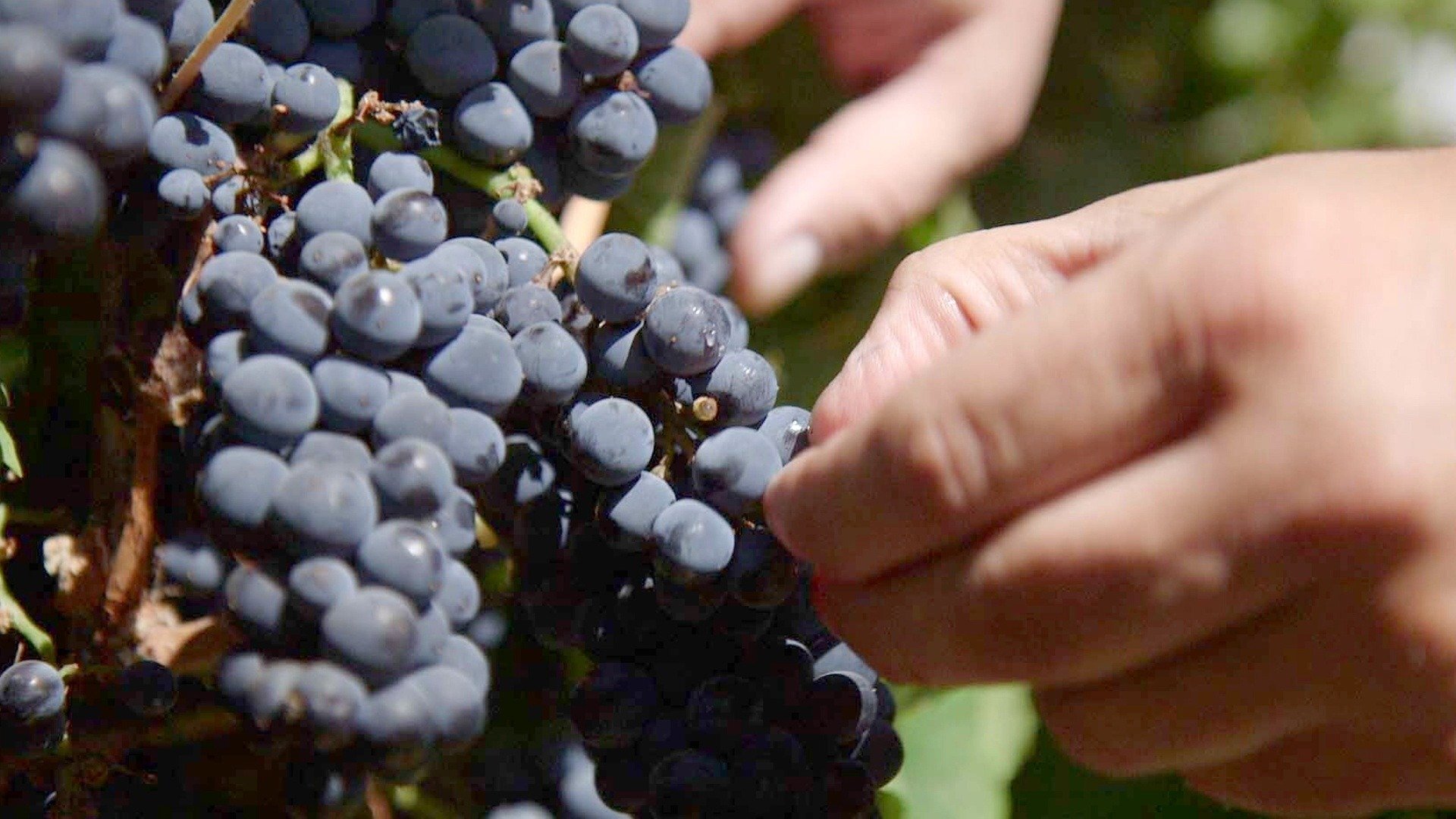 Vinícolas ao Redor do Mundo : Patagônia - As Videiras do Fim do Mundo