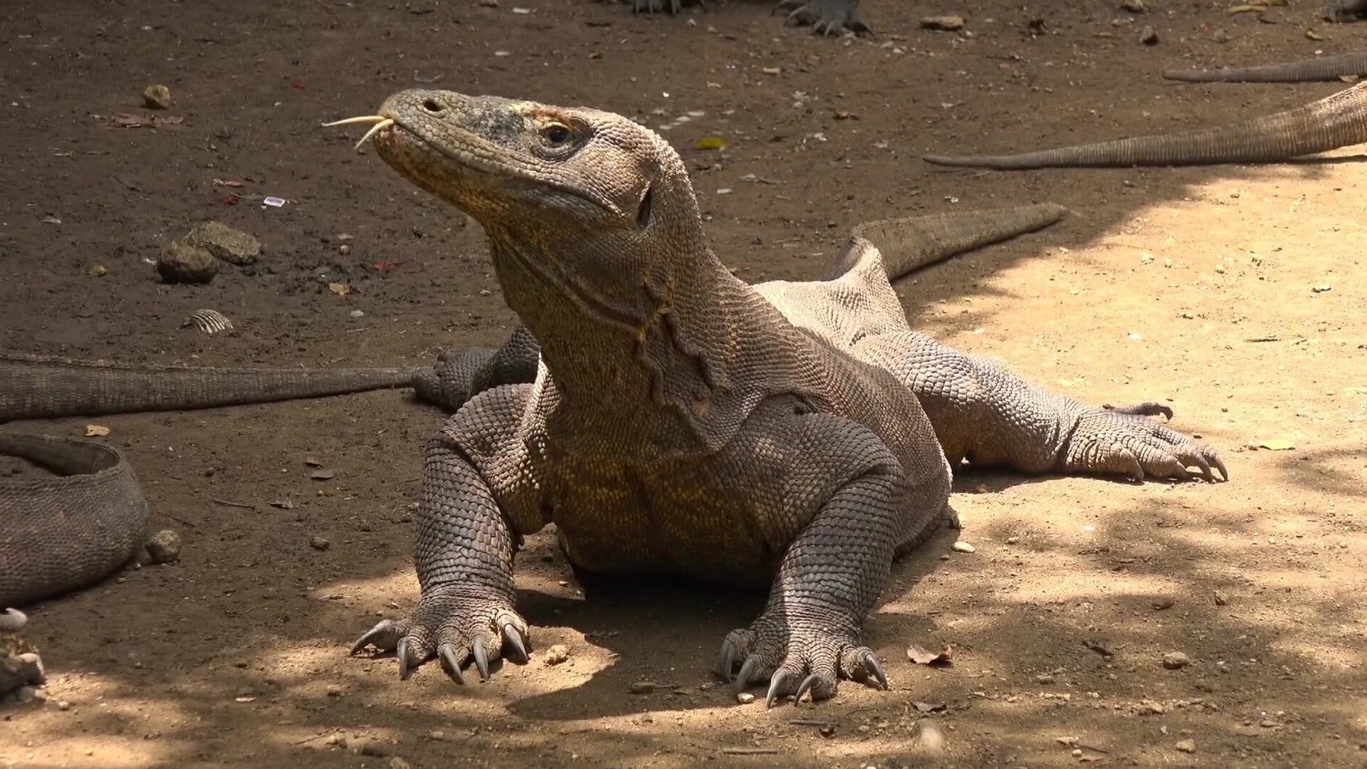 A Vida É uma Passagem : Indonésia - Ilha de Komodo